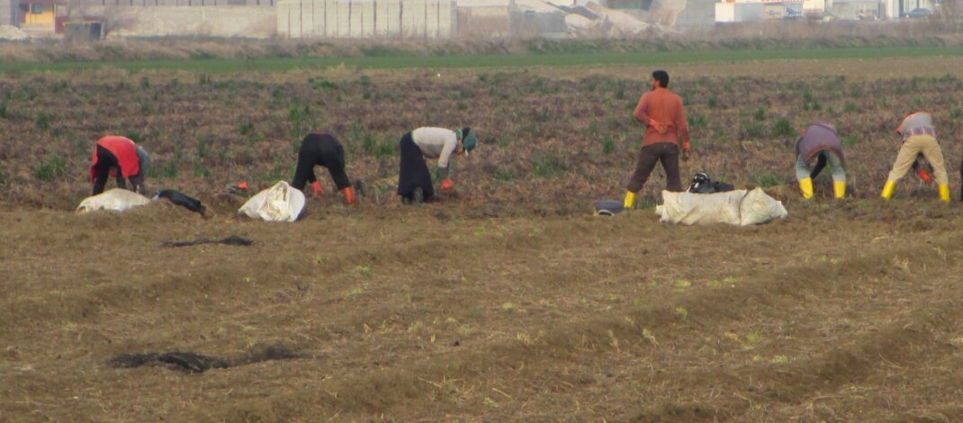 Girdi fiyatları aldı başını gidiyor!