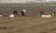 Girdi fiyatları aldı başını gidiyor!