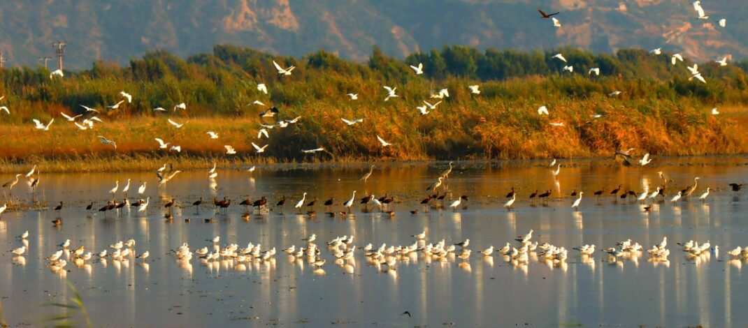 Milleyha’da doğa buluşması bugün başlıyor!